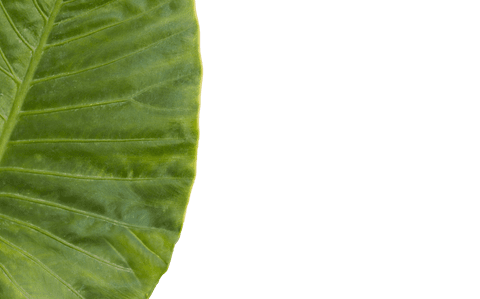 transparent edge of lush green leaf close-up pattern - Download Free Stock Videos Pikwizard.com