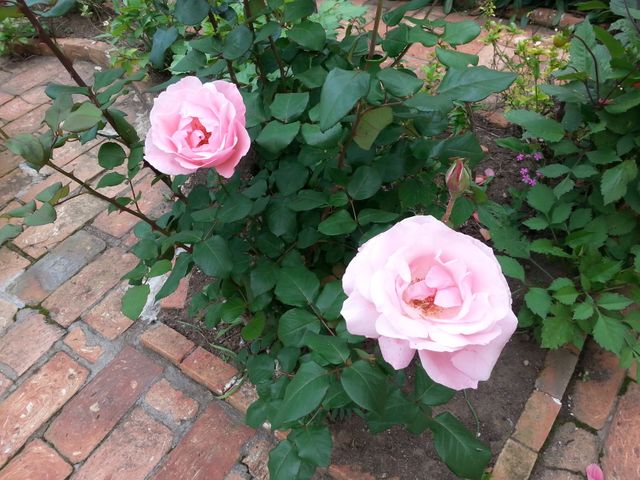 Two blooming pink roses in a garden with a brick path, surrounded by green foliage. Ideal for use in gardening blogs, floral design illustrations, outdoor decor guides, and nature-related websites.