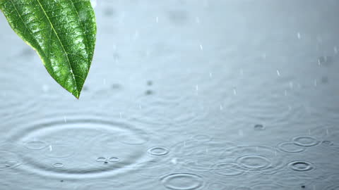 Rainfall Caressing Leaf with Raindrops Rippling on Water surface