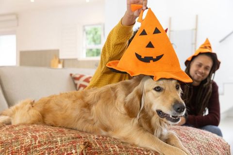 Golden retriever wearing jack-o-lantern hat while adults smiling in cozy living room