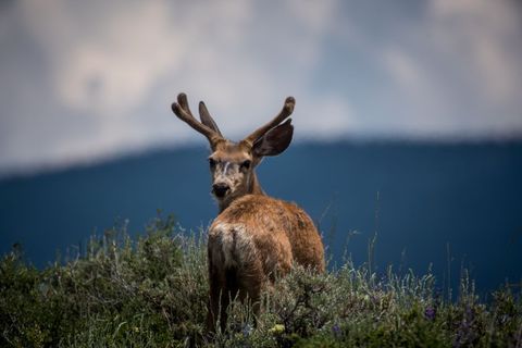 Young Mule Deer Buck Looking Back in Mountain Meadow with Velvet Antlers