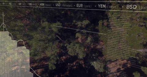 Aerial pine casting long shadows over sunlit woodland with clearing and chart overlay