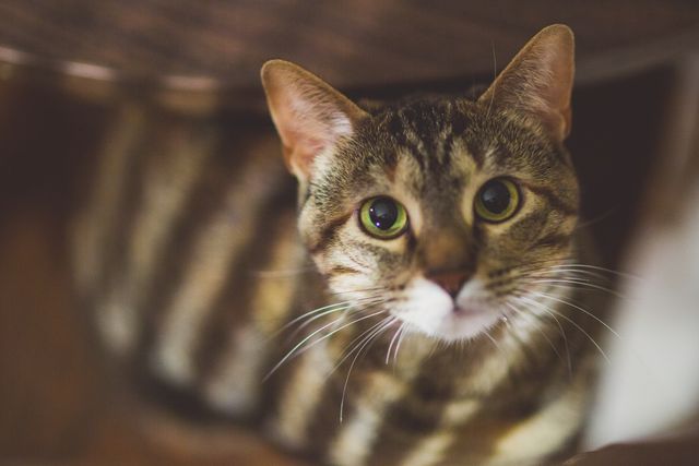 Image showing a close-up view of a tabby cat with inquisitive eyes looking upward. Perfect for pet care blogs, cat enthusiasts, veterinary services advertisements, and articles about feline behavior. Can be used to evoke feelings of warmth and companionship.