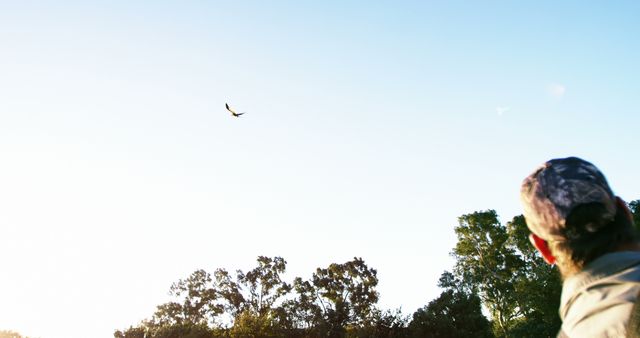 Man Watching Bird Soaring in Clear Blue Sky Near Green Trees - Download Free Stock Images Pikwizard.com