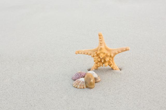 Starfish and shells on sand at beach
