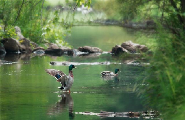 Mallard ducks navigating a calm, clear river surrounded by lush greenery and rocks. Ideal for nature-themed projects, wildlife observation content, tranquil environment promotions, or inspiring peaceful outdoor settings.