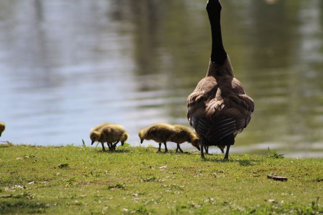 Mother Goose with Goslings Walking Near Pond - Download Free Stock Photos Pikwizard.com