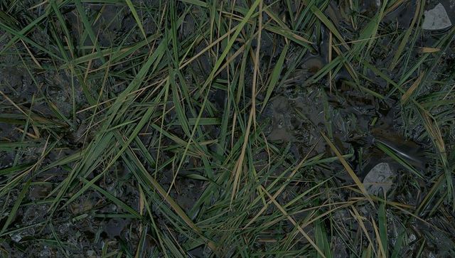 Wet meadow mud with tangled grass blades, puddles, pebbles and ground texture for nature use