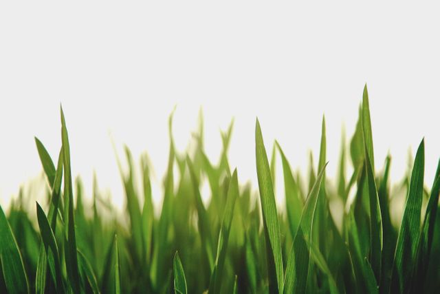 Blades of bright green grass standing tall against a plain white background. Perfect for use in spring-related promotions, outdoor activity advertisements, gardening websites, and nature-inspired designs.