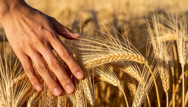 Hand gliding through golden wheat stalks at harvest, sunlit rustic grain close-up