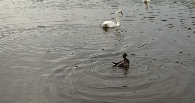 Ducks and swans swimming in water of a calm lake