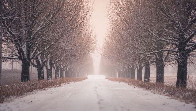 Snowy country lane lined with bare trees vanishing into soft morning mist with tire tracks