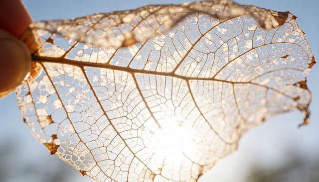 Holding skeletonized leaf backlit by sun revealing delicate vein network and lens flare