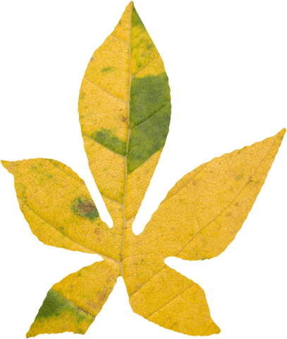 transparent yellow autumn leaf with fading green elements - Download Free Stock Videos Pikwizard.com