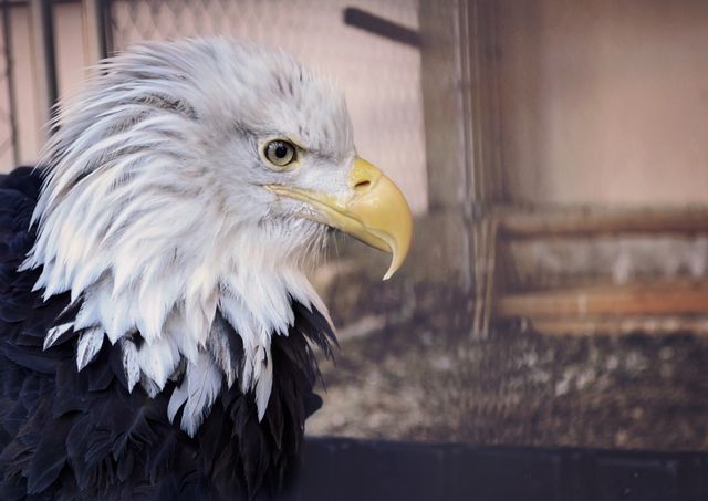 Close-up view of a bald eagle showcasing its detailed feathers and intense gaze. Ideal for nature publications, wildlife conservation campaigns, educational materials, and bird enthusiast content.