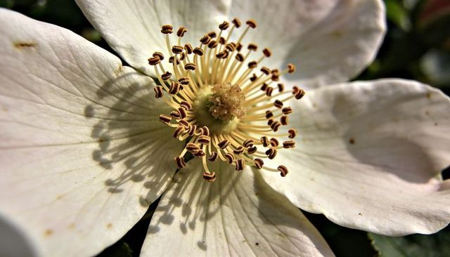 Macro white wild rose blossom capturing golden stamens, brown anthers and petal veins