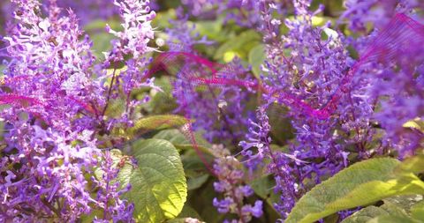 Sunlit purple flowering spires blooming amid veined green leaves with pink ribbon