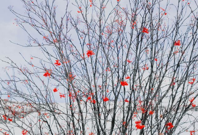 Showcases bare tree branches adorned with bright red berries against a light sky, creating a striking contrast. Ideal for use in nature-themed projects, winter season promotions, or decoration for a peaceful, serene atmosphere.
