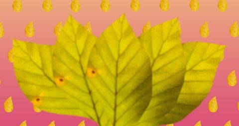 Autumn Leaves Pattern on Pink Gradient Background: Festive Fall Design - Download Free Stock Images Pikwizard.com