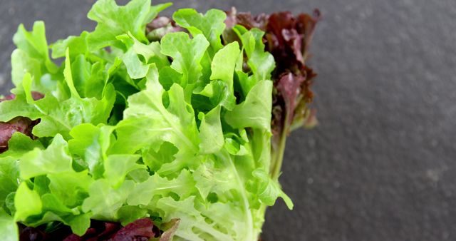 Close-up of fresh green and red lettuce leaves on a dark background. Perfect for use in healthy eating, cooking, or vegetarian diet promotions. Useful in articles about organic farming, nutrition, and food photography.