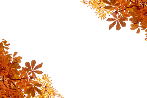 Autumn Orange Leaves Frame with Transparent Background