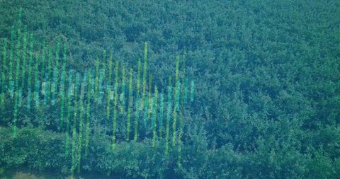 Aerial orchard rows with data visualization overlays
