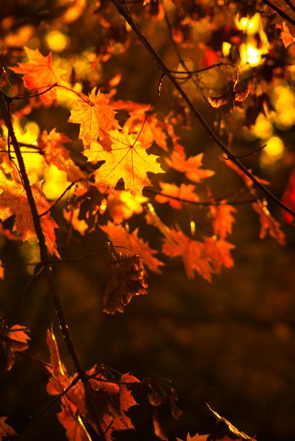 Golden autumn leaves illuminated by the warm light of sunset, hanging on tree branches. Perfect for use in seasonal and nature-themed projects such as backgrounds, calendars, greeting cards, and wallpapers.