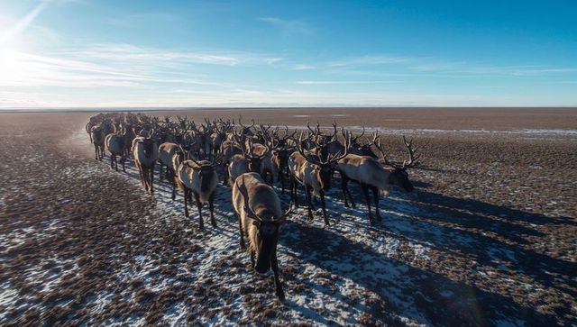 Reindeer Herd Crossing Frozen Tundra at Dawn, Long Antler Shadows Over Arctic Plains
