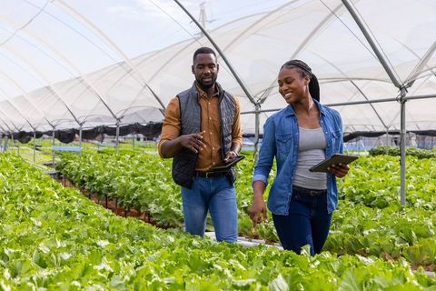 Colleagues discuss lettuce cultivation in hydroponic greenhouse
