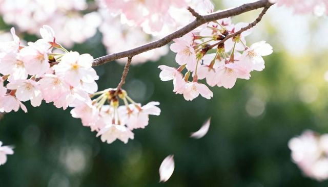 Delicate pink cherry blossoms on slender branch with falling petals and soft bokeh
