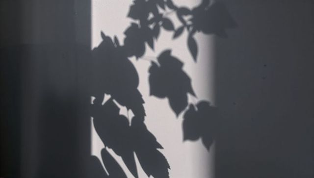 Leafy Plant Shadow on Wall in Minimalist Interior