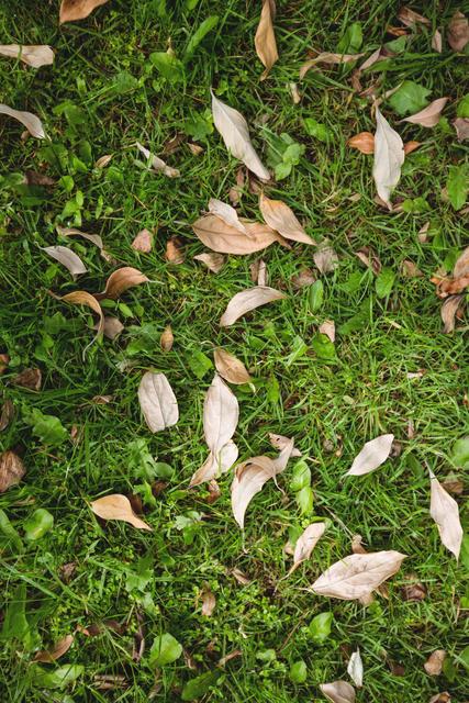 This image captures dry leaves scattered on green grass, symbolizing the transition from summer to autumn. Ideal for use in seasonal promotions, environmental campaigns, gardening blogs, and nature-themed designs.