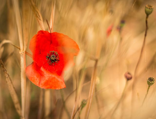 Stunning red poppy flower standing out in a golden wheat field, creating a striking contrast. The image captures the delicate details of the poppy petals and the wheat stalks swaying. Ideal for use in nature-themed designs, botanical studies, agricultural projects, or summer scene illustrations.
