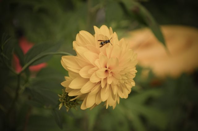 Bee Pollinating Yellow Chrysanthemum Flower in Blooming Garden - Download Free Stock Photos Pikwizard.com