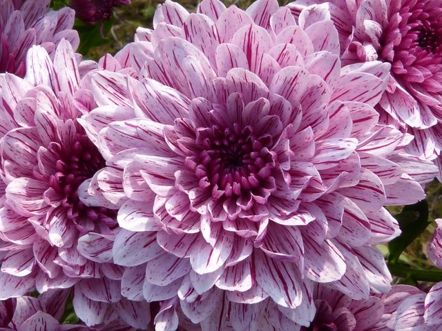 Purple Cluster Petal Flower - Download Free Stock Photos Pikwizard.com