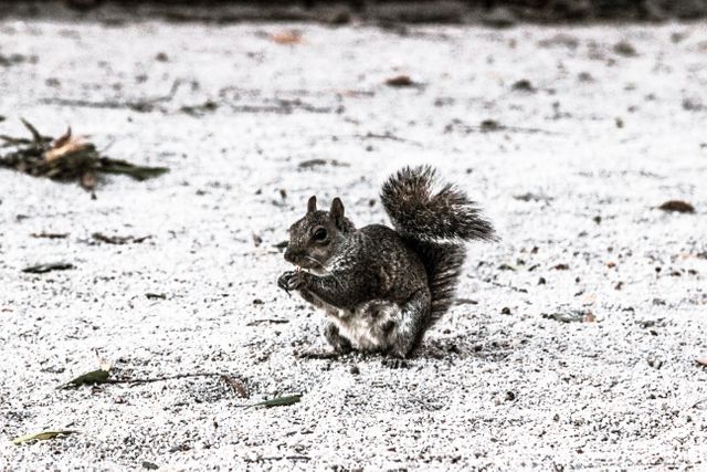 Squirrel Foraging in Winter Landscape - Download Free Stock Photos Pikwizard.com