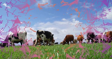 Grazing dairy and beef cattle on green meadow with pink-purple abstract overlay