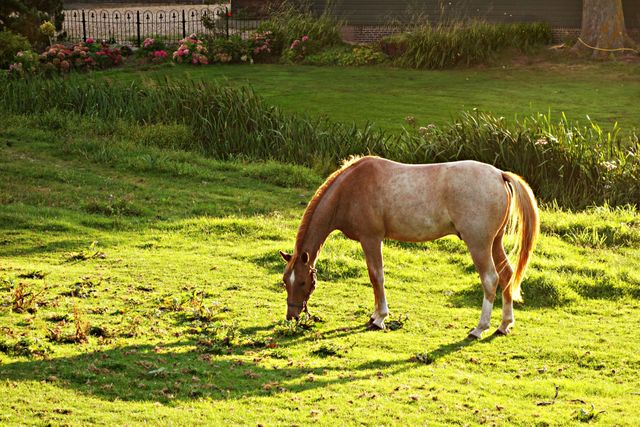 Horse grazing on lush green pasture with sunlight casting long shadows, creating a serene and peaceful rural scene. Ideal for use in articles about rural life, nature, agriculture, or equine care. Also suitable for promoting eco-friendly outdoor living, travel, and tourism reflecting the serene countryside environment.