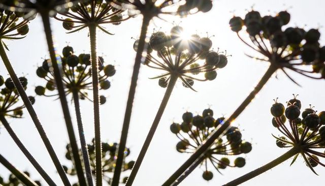 Backlit umbel seed heads radiating graphic silhouettes with sun starburst and highkey sky