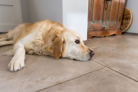Golden retriever lying with head resting on cool tile floor near rustic wooden cabinet