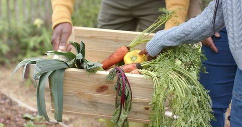 Multiracial family harvesting fresh carrots and leeks in backyard garden wooden crate