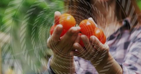 Cupping fresh red tomatoes in hands with spiral overlay garden closeup