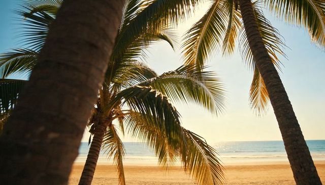 Framing coconut palms during golden hour with sunlit ocean and empty sandy beach