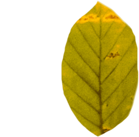 Transparent green leaf with copy space on isolated background