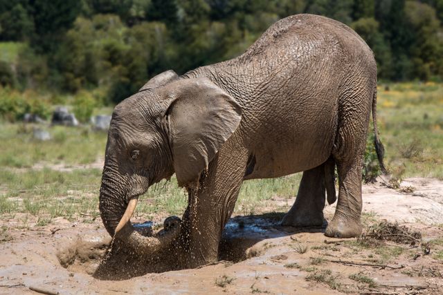 Elephant enjoying a refreshing mud bath in a natural wildlife reserve. Great to illustrate themes of wildlife, animal behavior, summer activities, and conservation. Use this for educational materials, documentaries, or travel brochures highlighting safari tours and animal sanctuaries.
