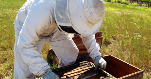 Beekeeper Holding Frame at Vibrant Apiary Orchard