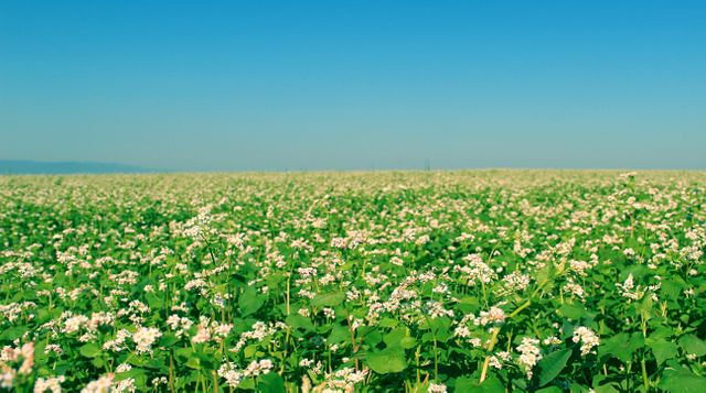 Vast Buckwheat Field Blooming Under Clear Blue Sky - Download Free Stock Photos Pikwizard.com