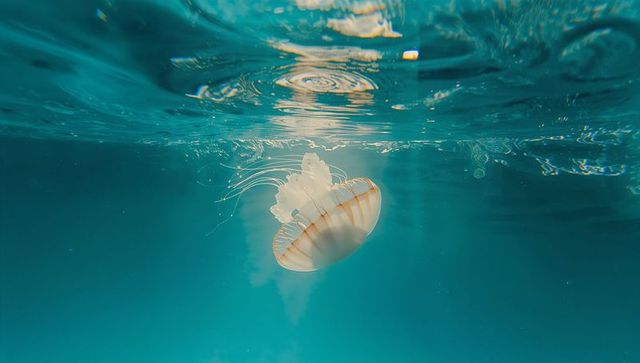 Graceful Transparent Jellyfish Navigating Beneath Clear Ocean Waters