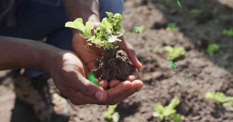 Hands nurturing seedling in organic garden, emphasizing growth
