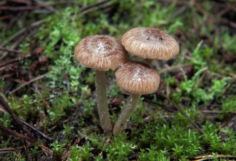 Cluster of Brown Mushrooms Growing on Mossy Forest Ground